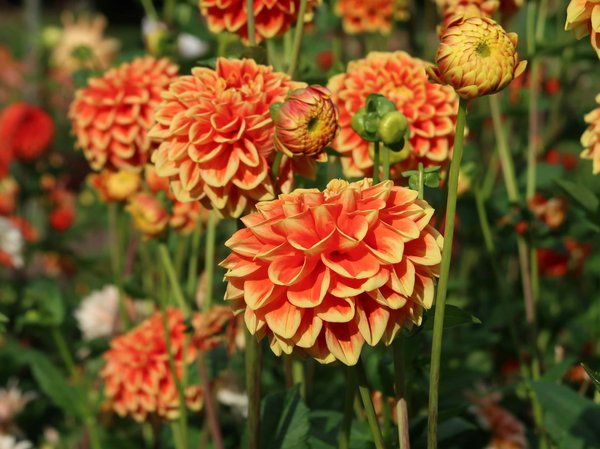 Quels sont les meilleurs dispositifs de suivi de la consommation électrique ?