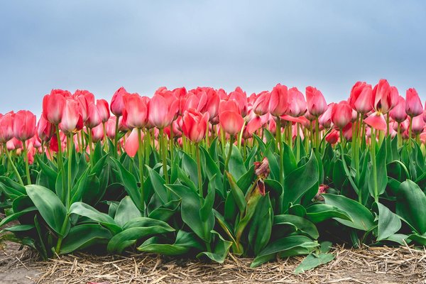 Parasol de terrasse : conseils pour choisir en fonction de vos besoins