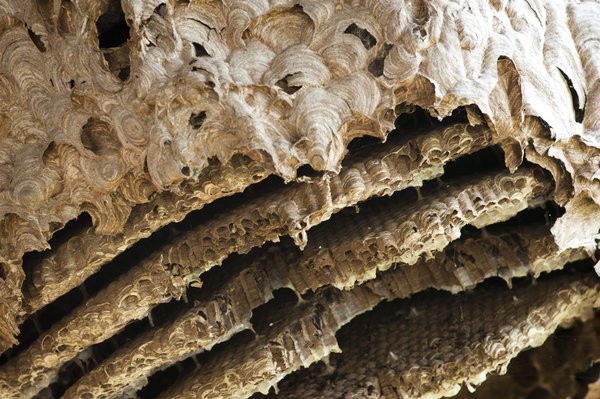 Les différentes techniques d'éradication de nids de guêpes