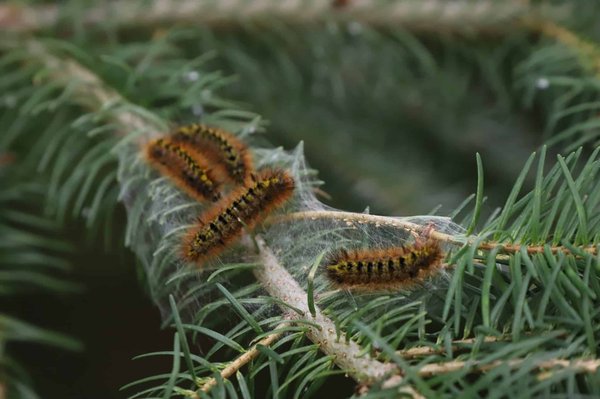Piège chenille processionnaire du pin : les avantages de l'utilisation du produit